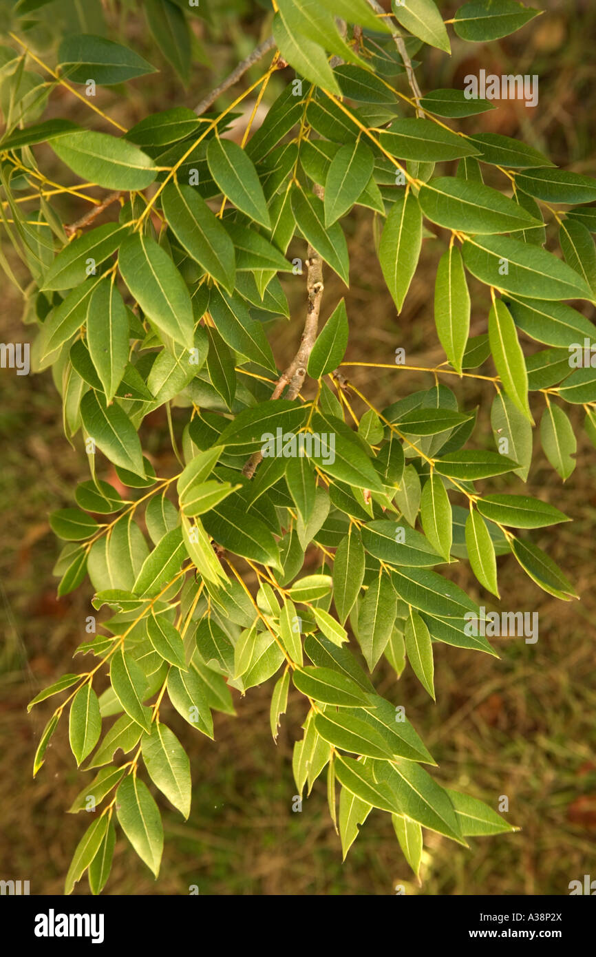 Branches, foliage  with leaves of the Mahogany tree, Everglades National Park, Florida Stock Photo