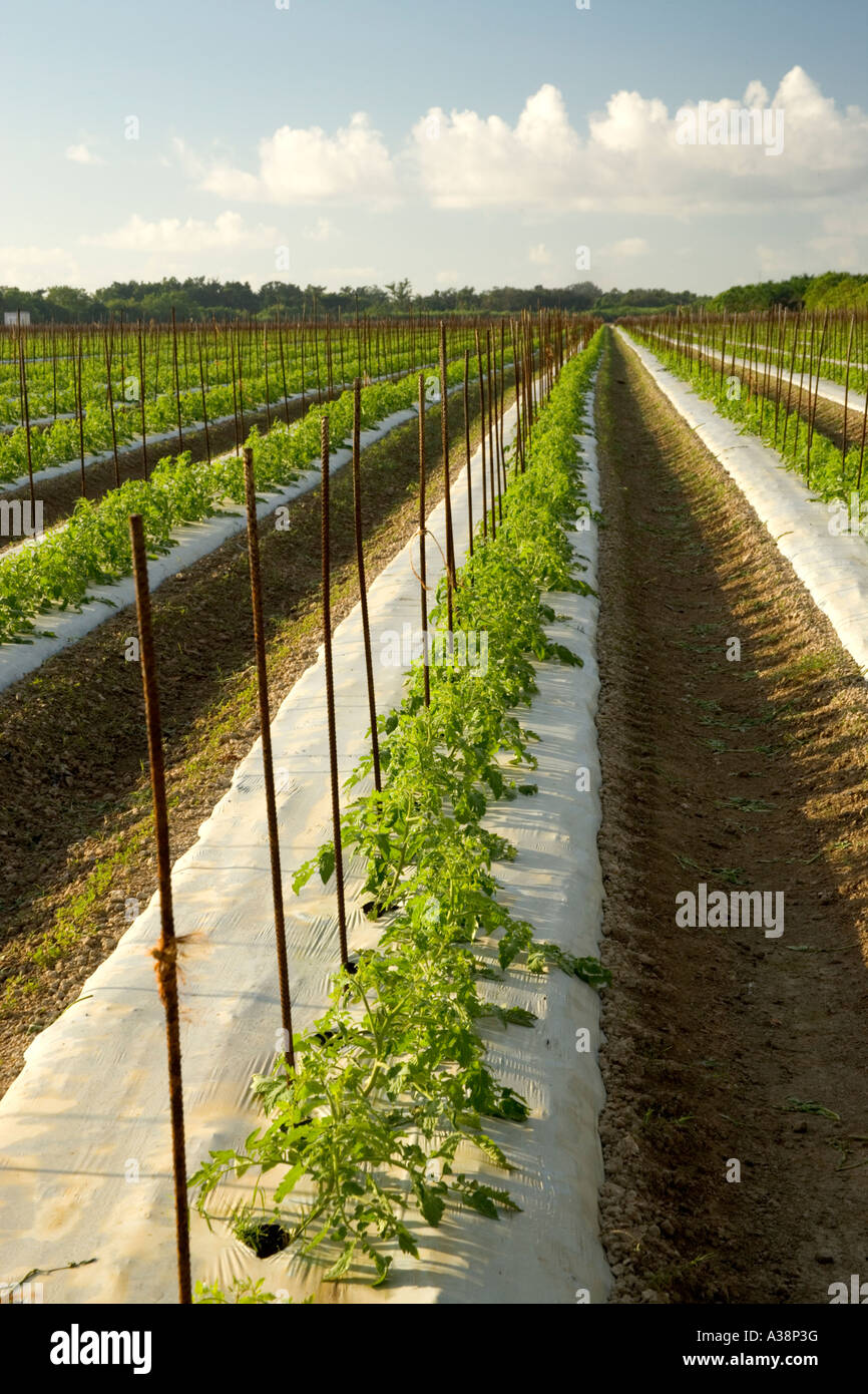 Rows of Tomato plants. Stock Photo