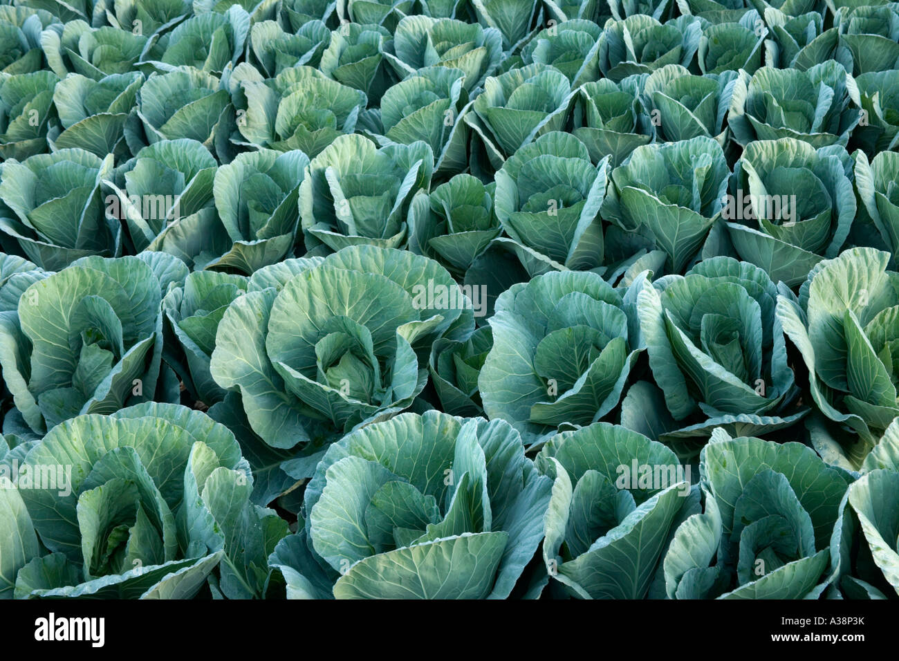 Immature cabbage field in field, Doerun, Stock Photo Alamy