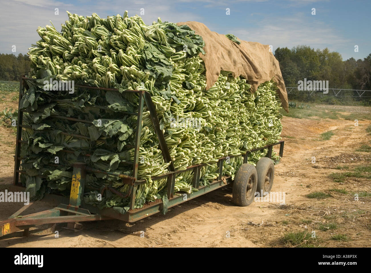 Collard greens harvested and loaded on field trailer, Moultrie,