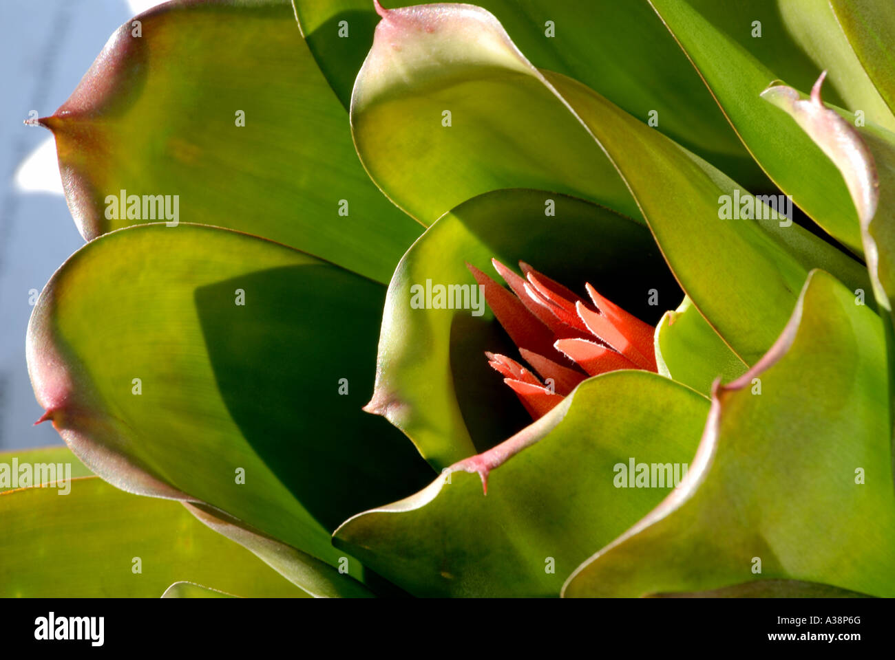 Flowering bromeliad Stock Photo