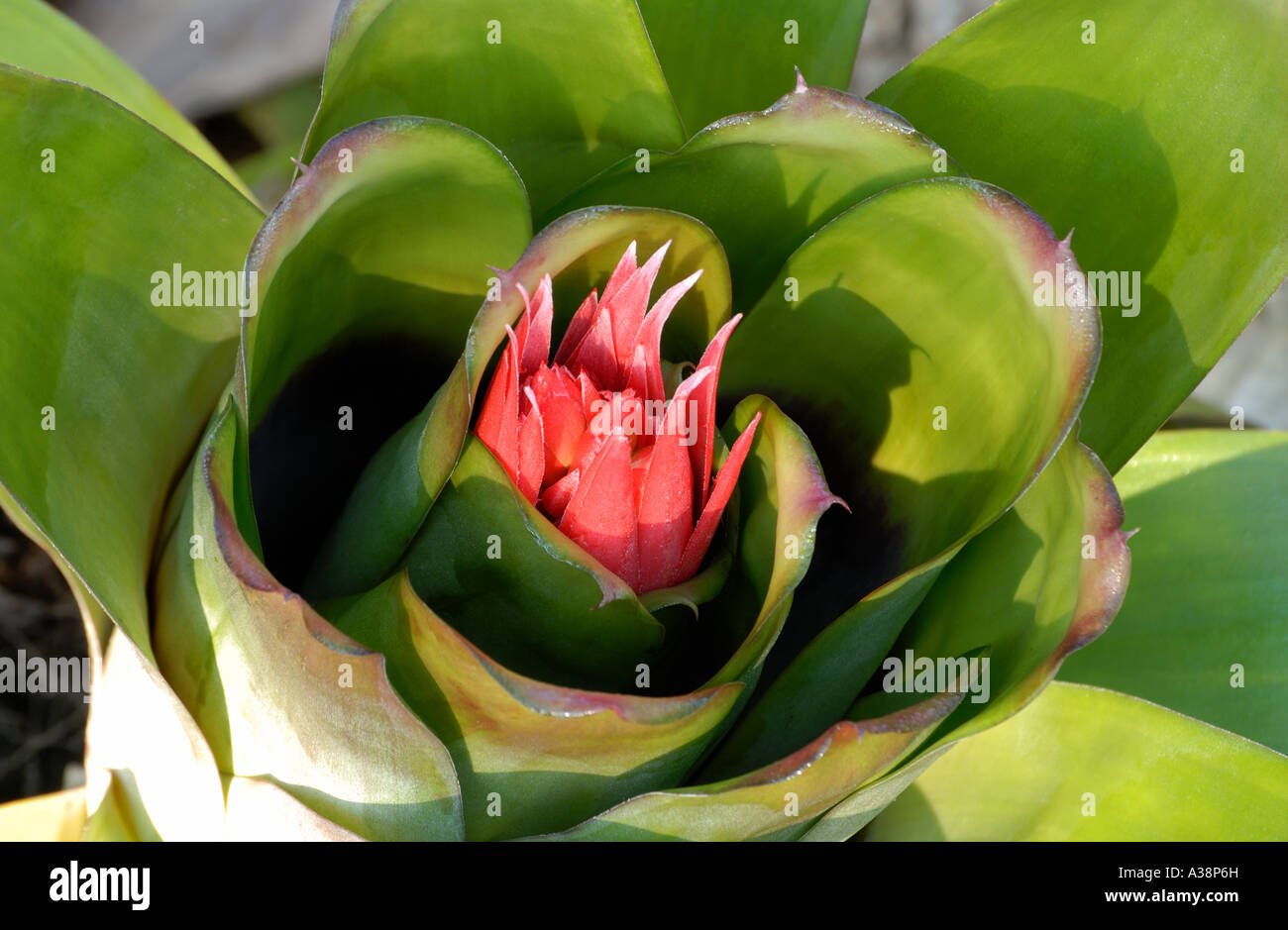 Flowering bromeliad Stock Photo