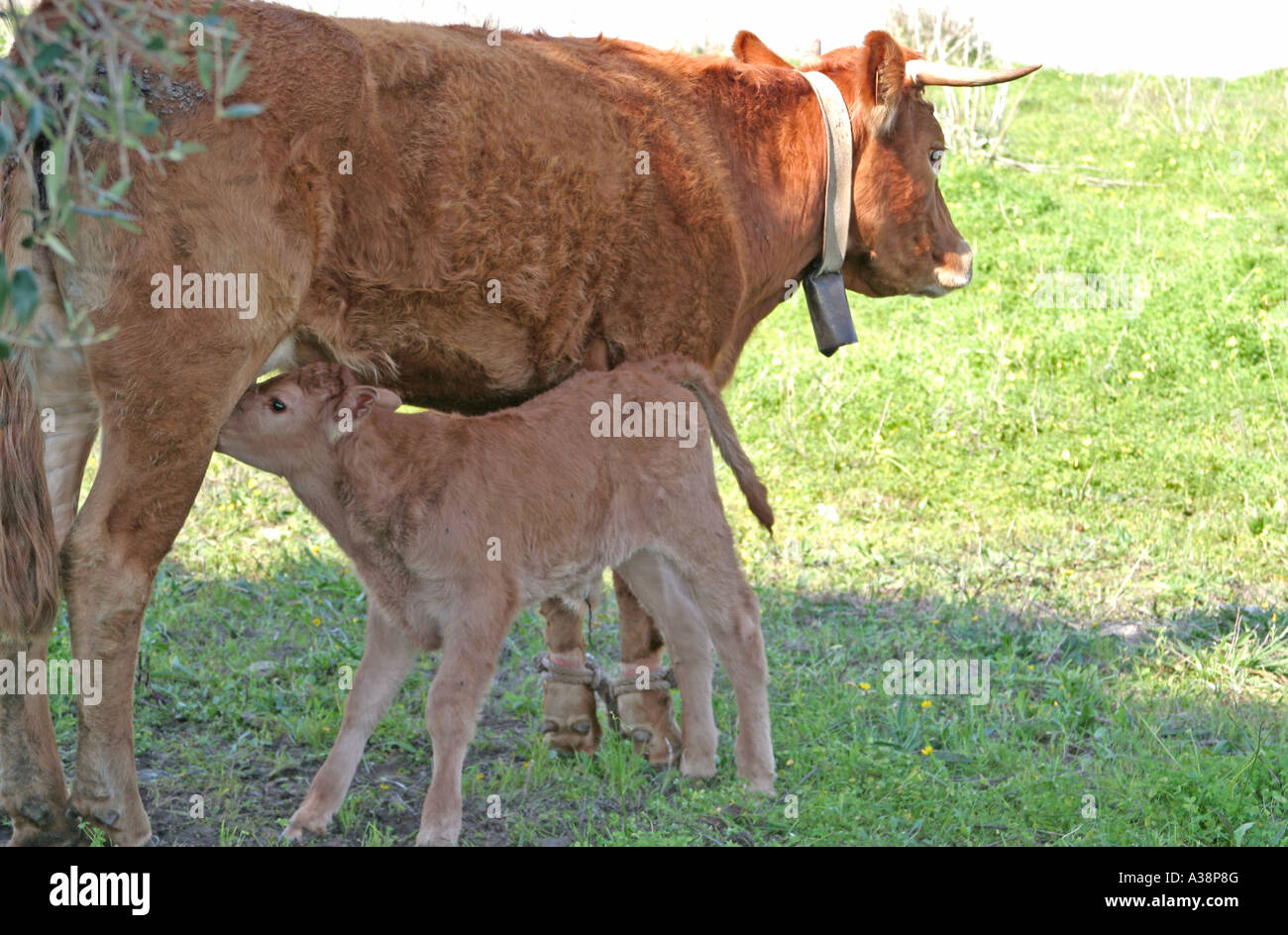 Calf drinking from its mother with hobbled feet legs tied together Algarve Portugal Europe Stock Photo