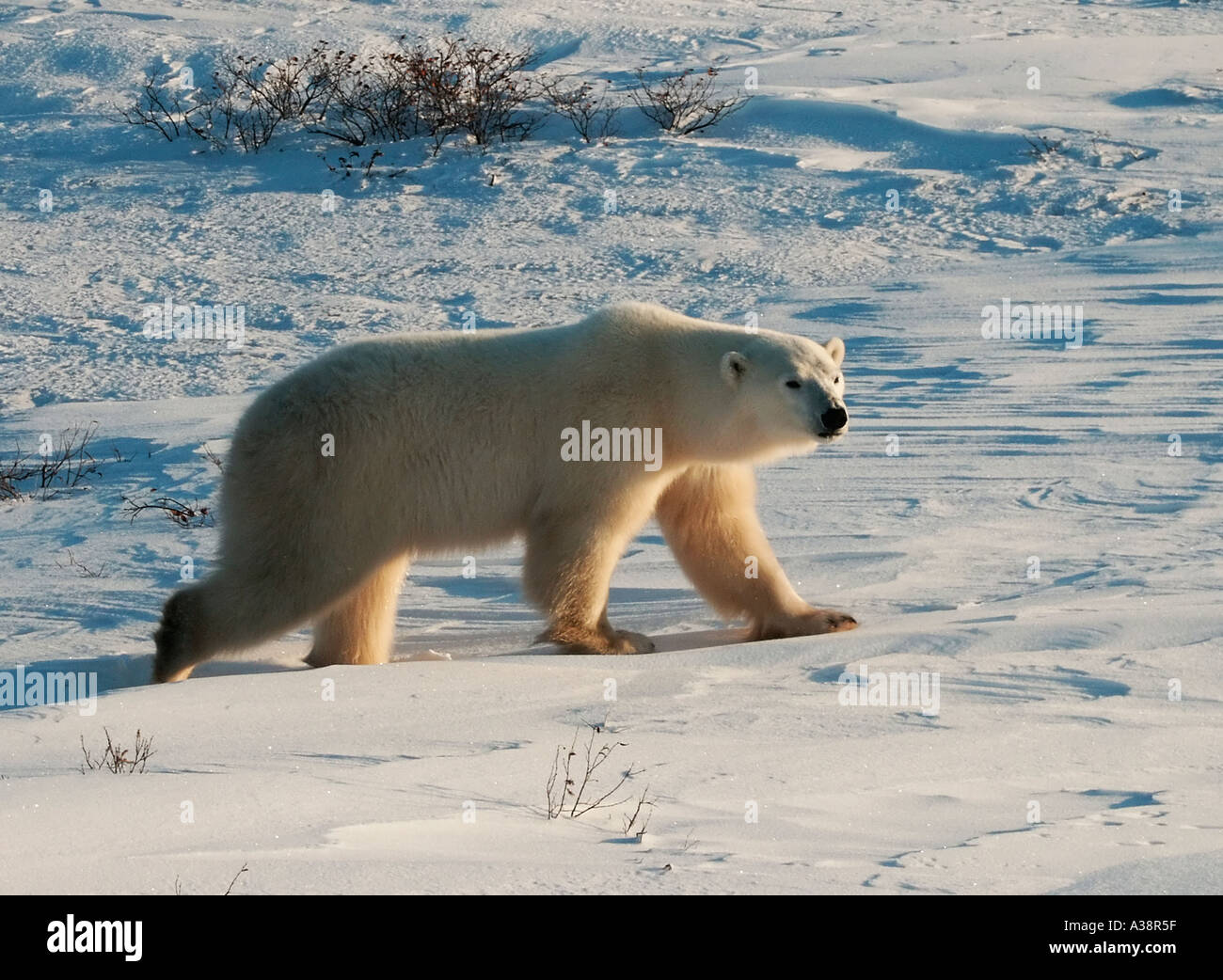 Polar bear hunting for food Stock Photo Alamy