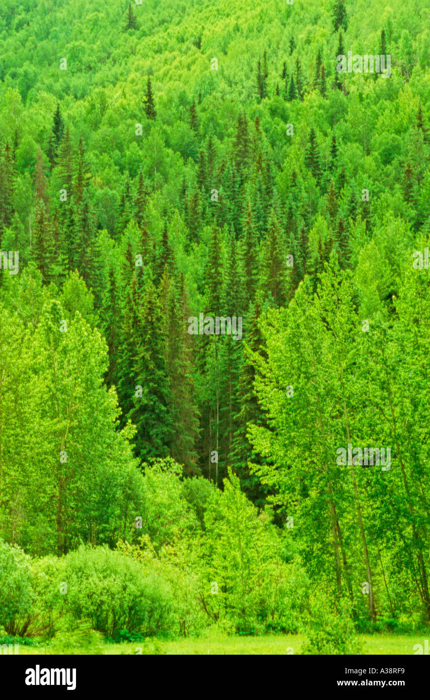 Mixed Forest 5 Stock Photo