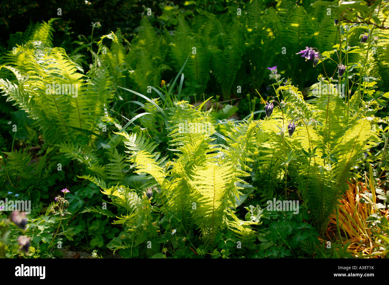 Farn Garten, fern in garden Stock Photo