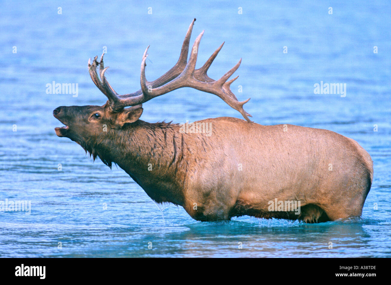 Bull Elk 24 Stock Photo