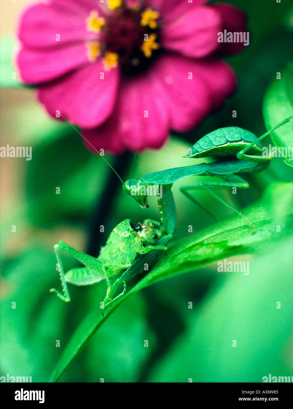 Praying mantis eating grasshopper insect carnivore food chain Mantidae ... Biology Diagrams