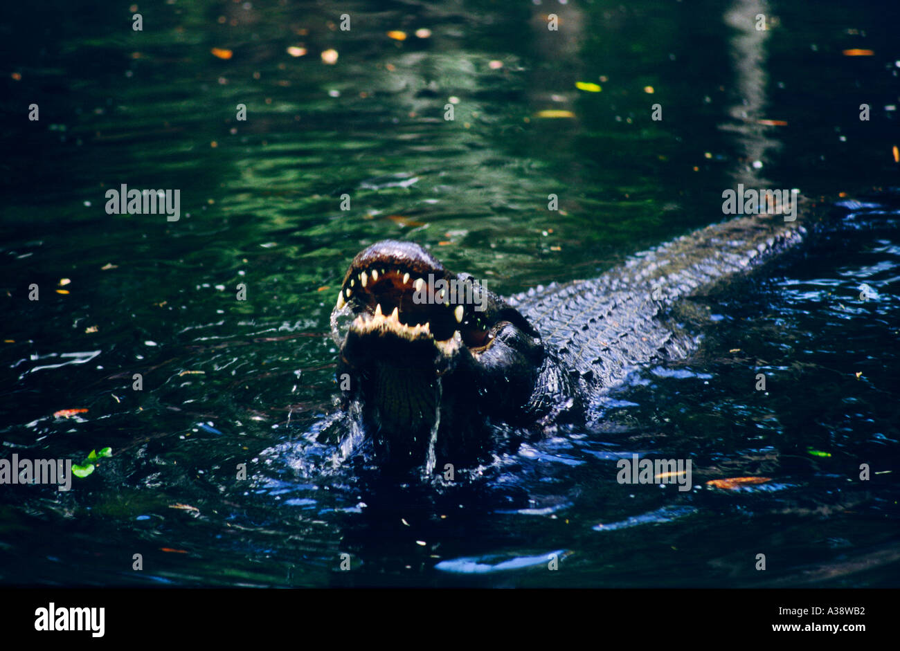 American alligator, Alligator mississippiensis, approaching in black waters of Okefenokee National Wildlife Refuge, Georgia, USA Stock Photo
