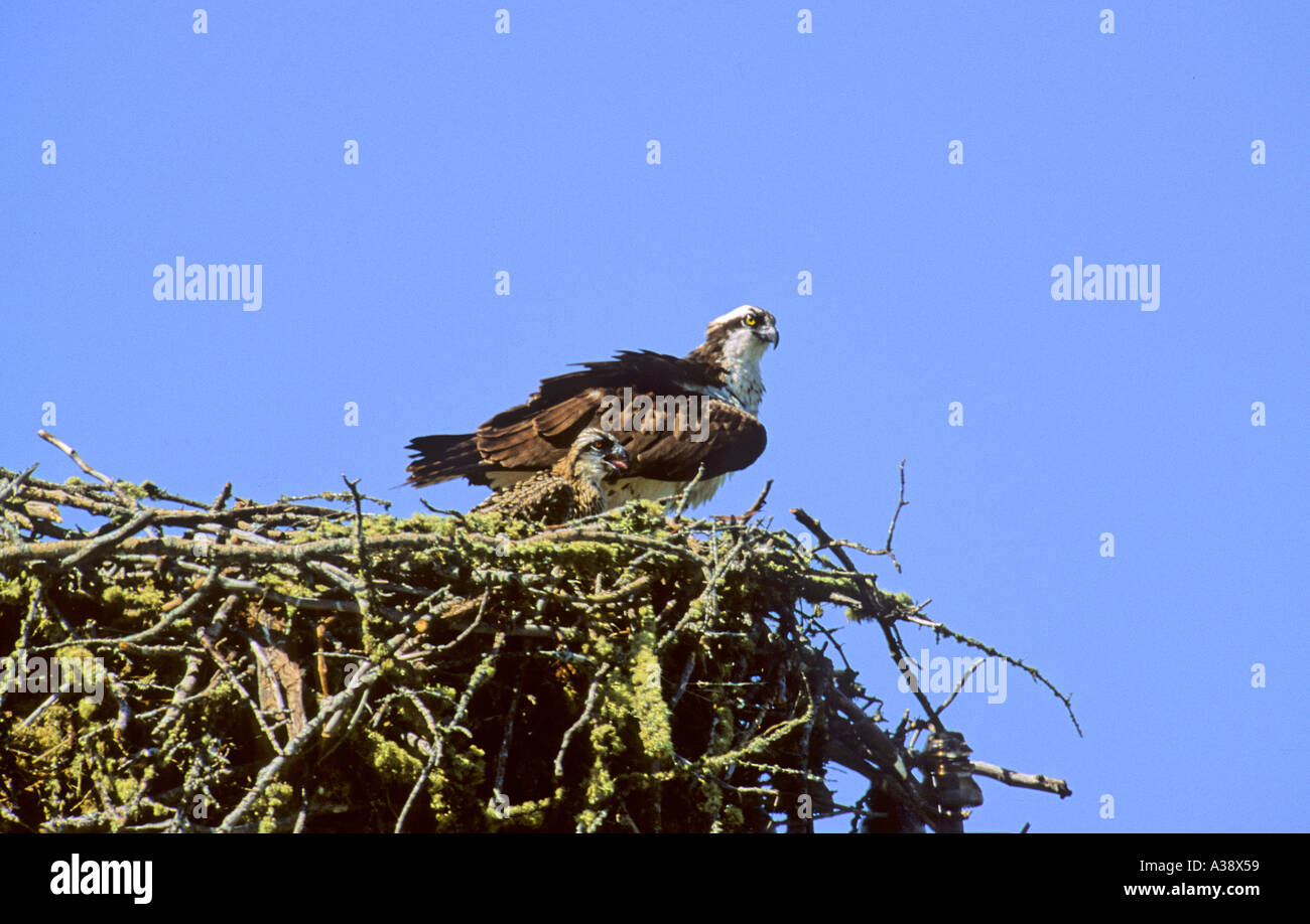 Osprey and chick Stock Photo