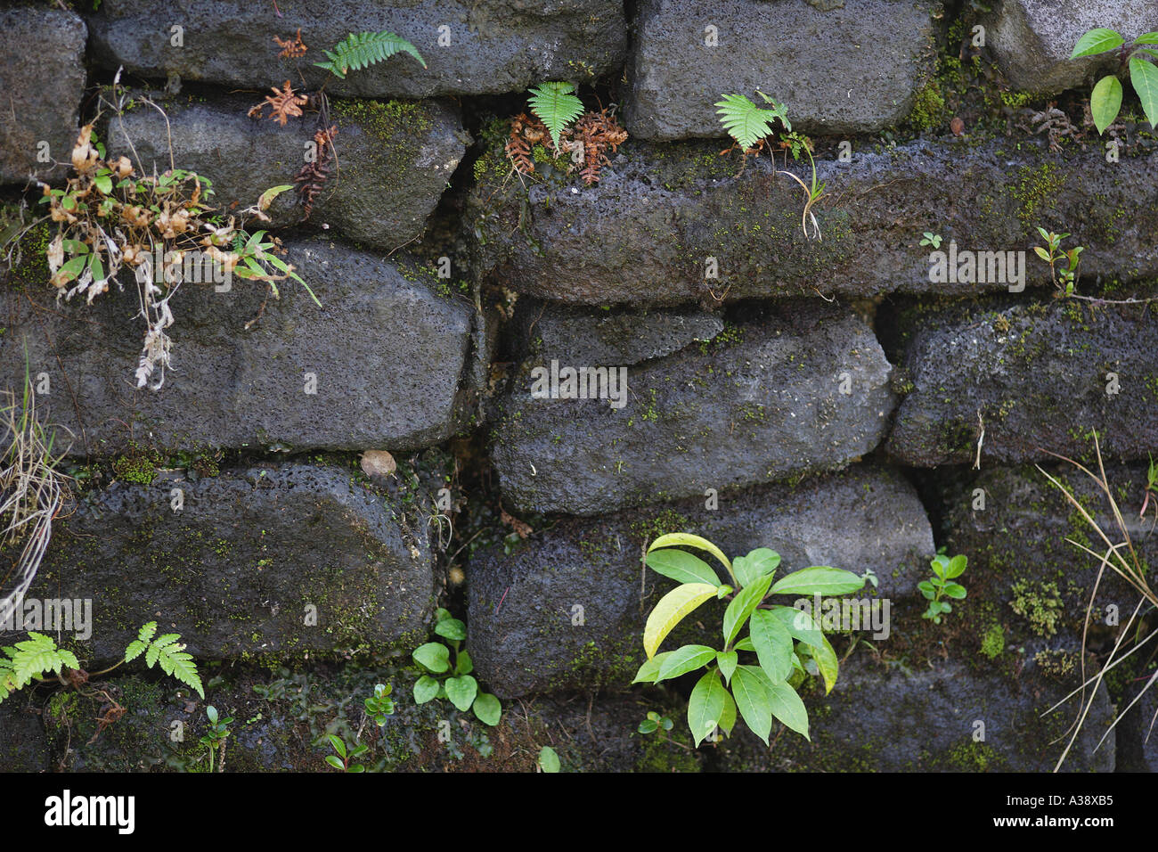 Wet weed wall hi-res stock photography and images - Alamy