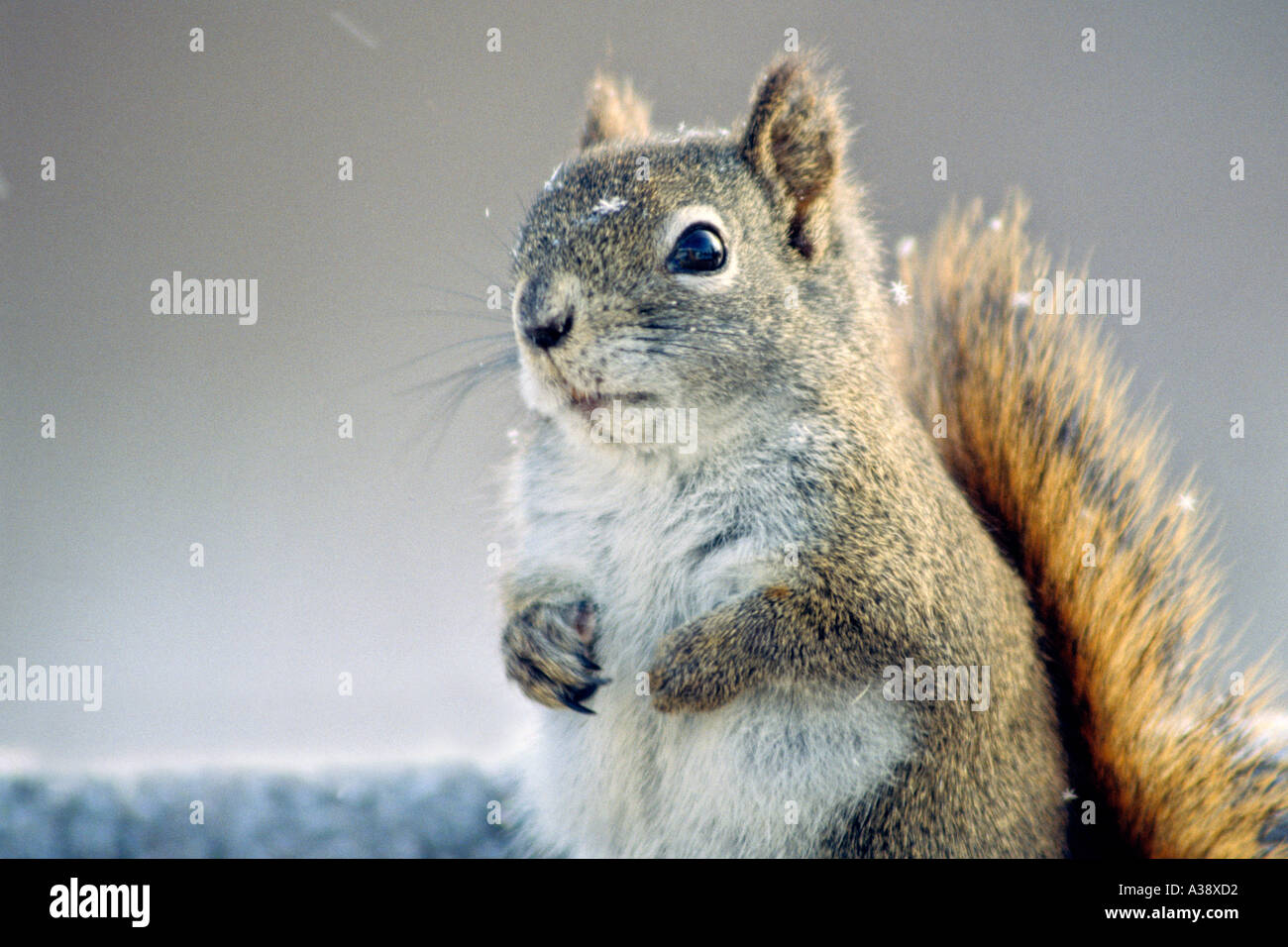 Red Squirrel 6 Stock Photo