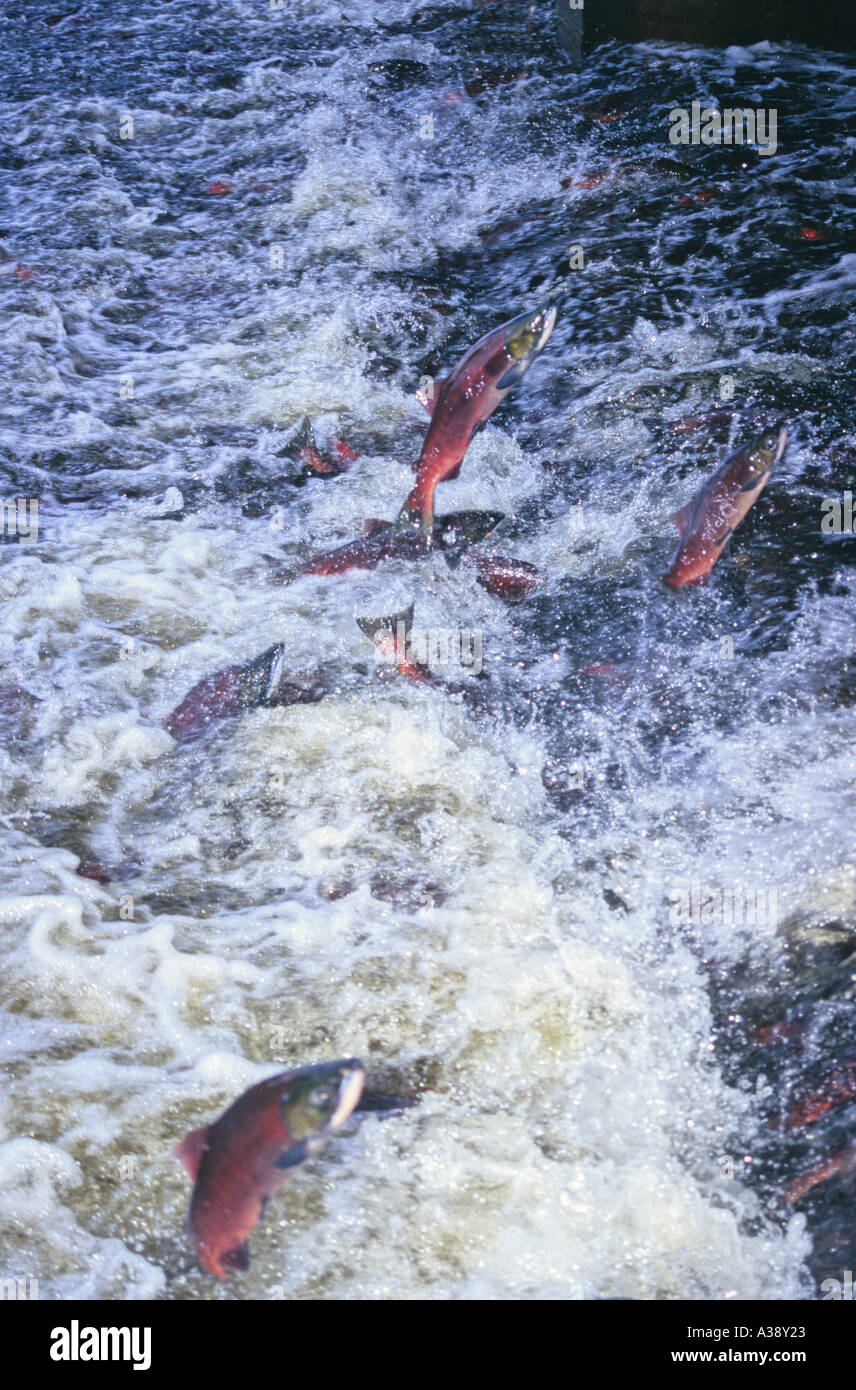 Salmon going up stream Stock Photo