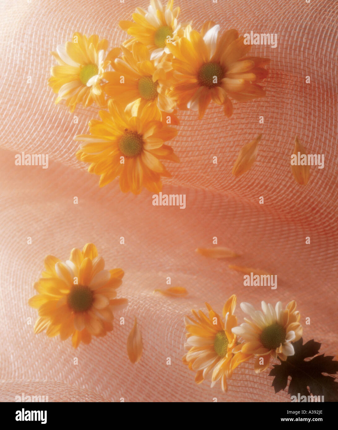 Gauze leaf hires stock photography and images Alamy