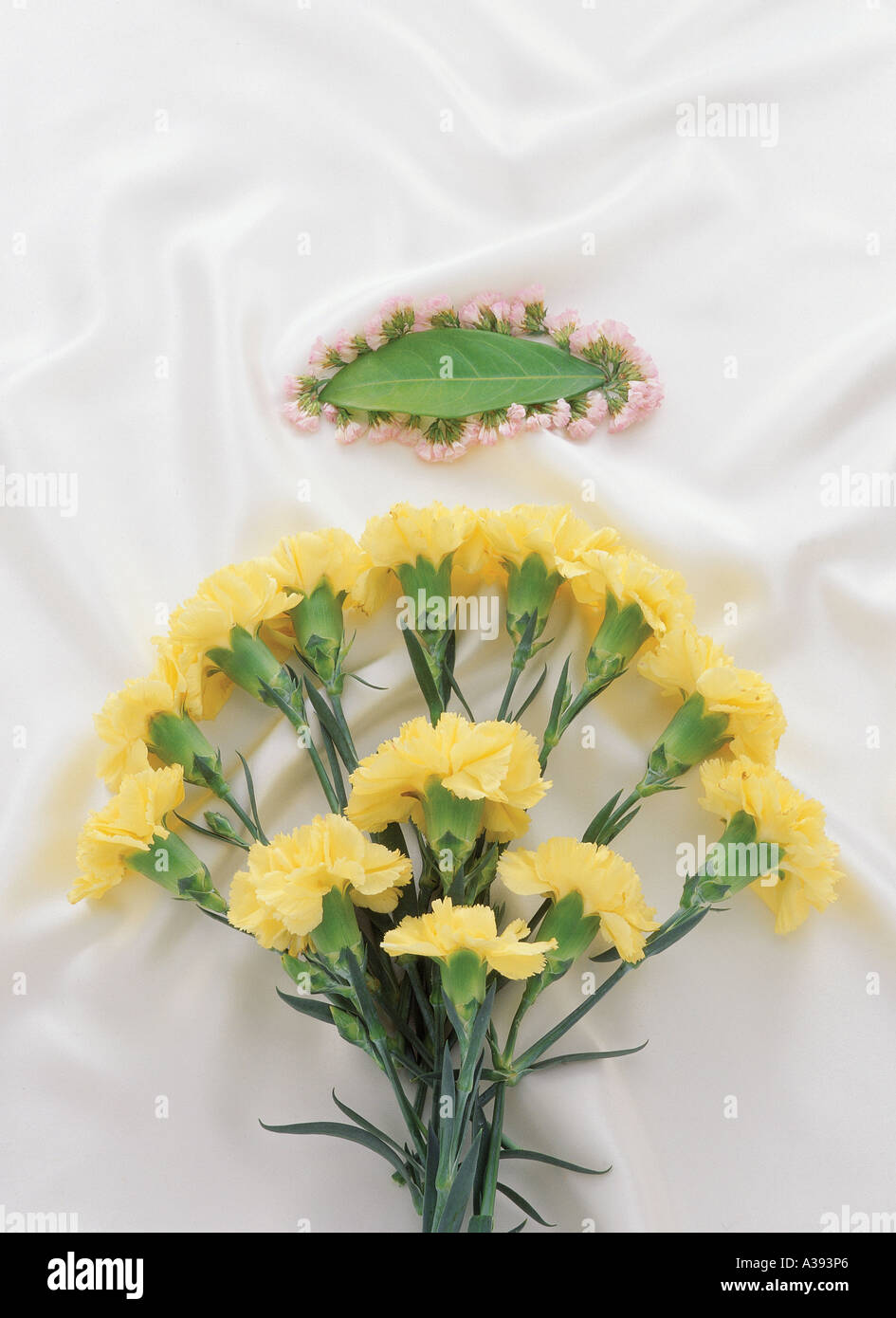 flower,still life,carnation,Carnation,fancy goods, Stock Photo