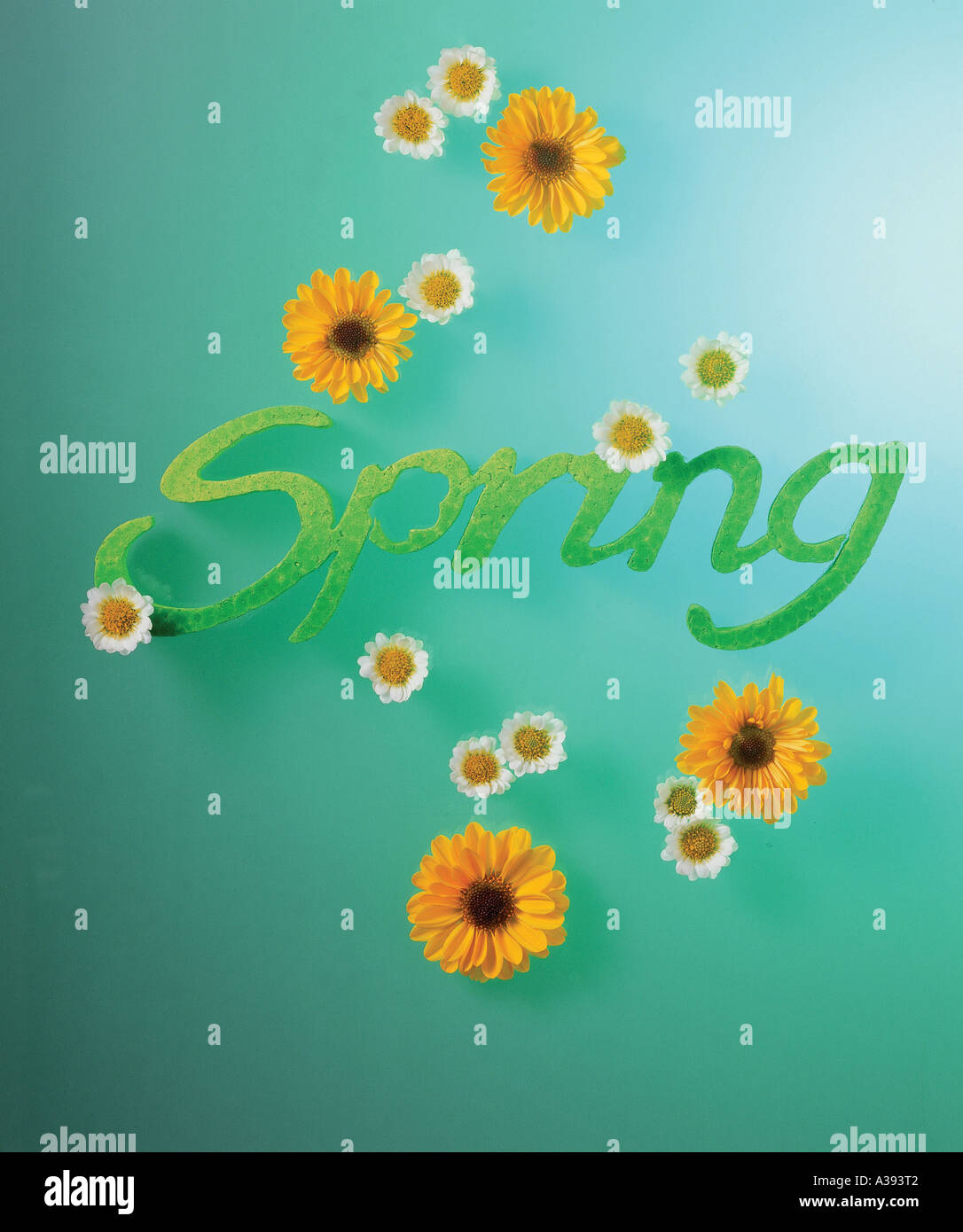 flower,still life,scene,scenery,background,spring, Stock Photo