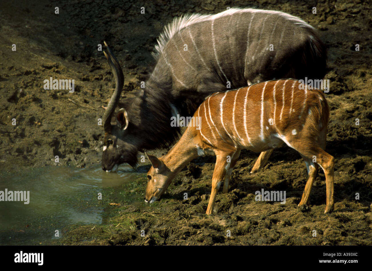 Horizontal portrait of male and female nyala drinking at waterhole, South Africa. Latin Tragelaphus angasii Stock Photo