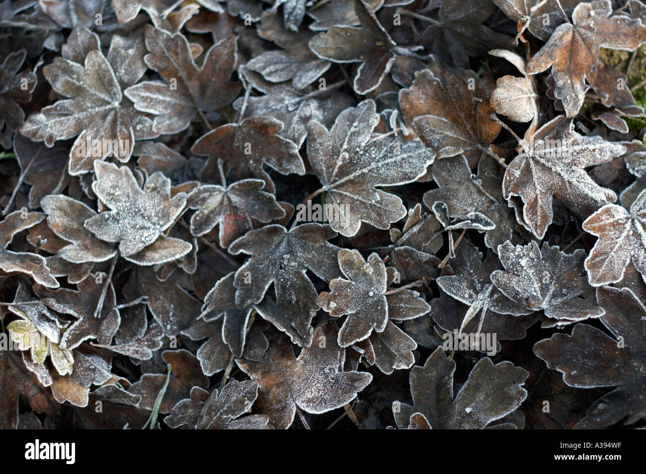 Frosted maple leaf hires stock photography and images Alamy