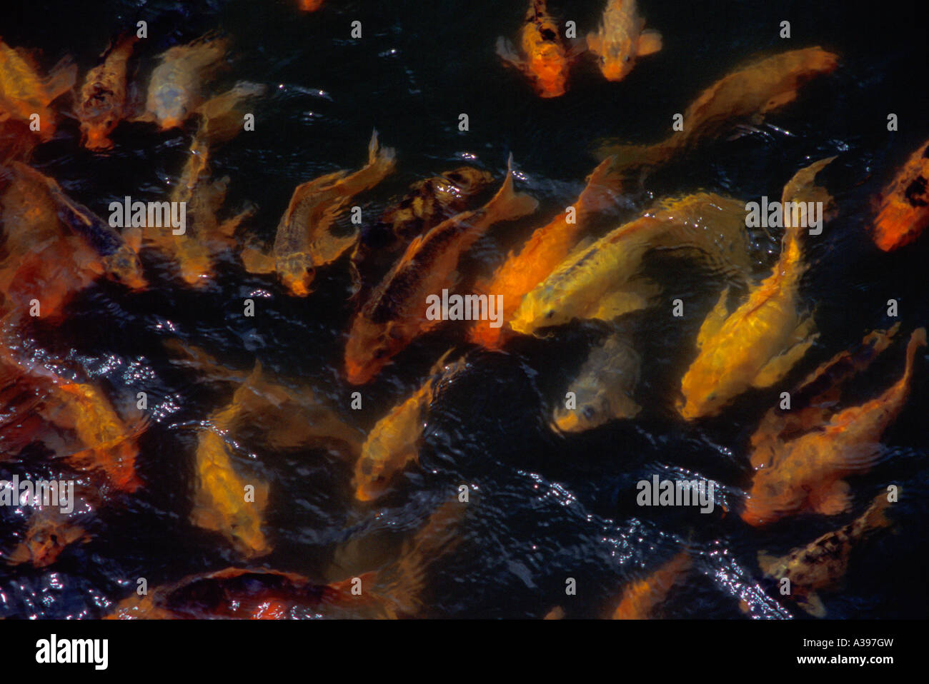 Abstract swimming colorful carp koi hi-res stock photography and images ...