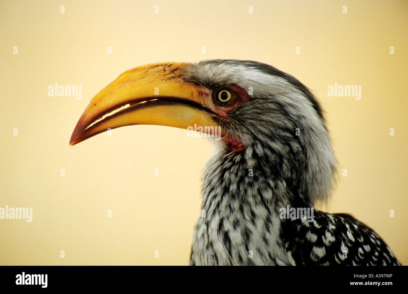 Southern yellow billed hornbill Stock Photo