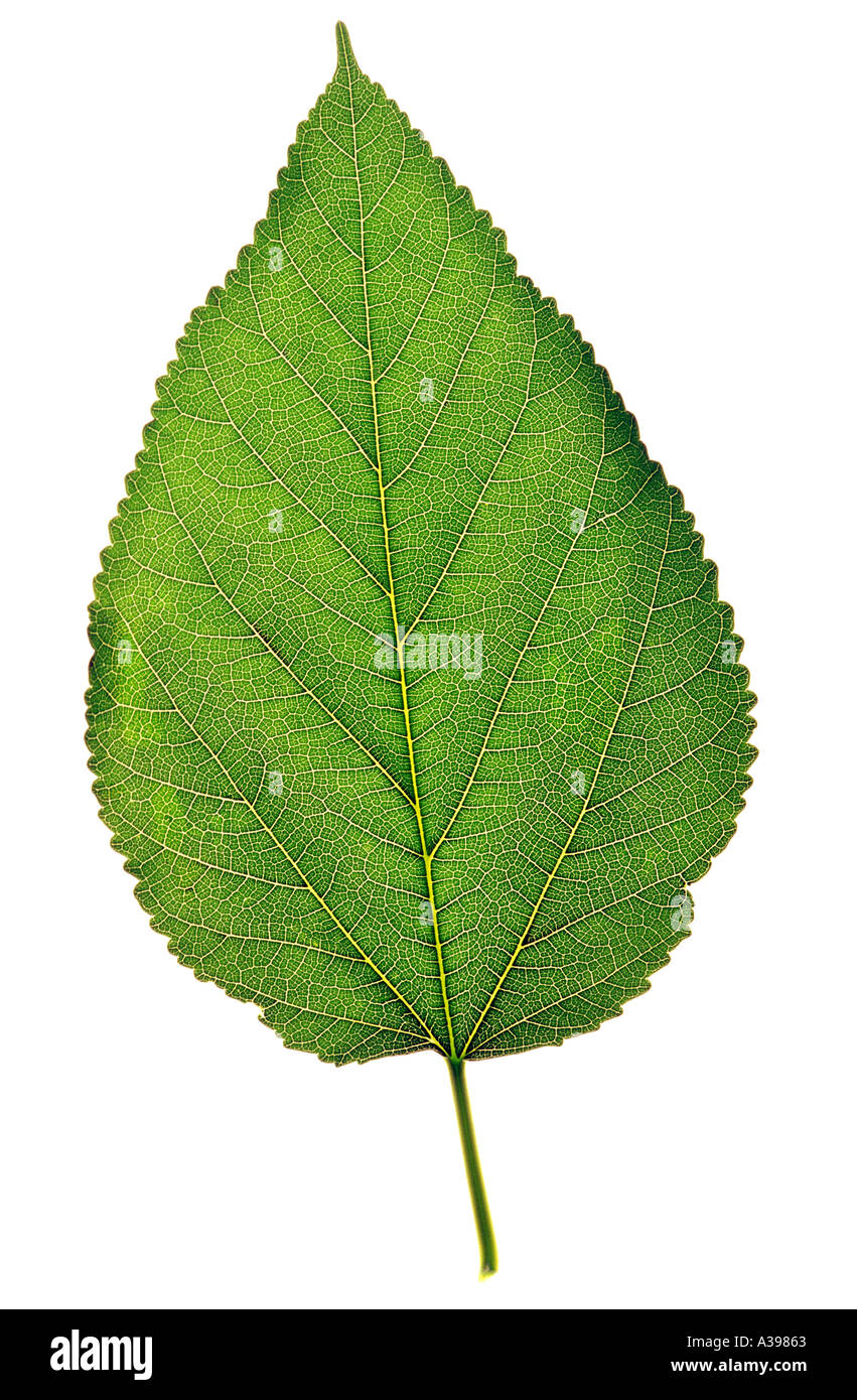 Single deciduous leaf Stock Photo