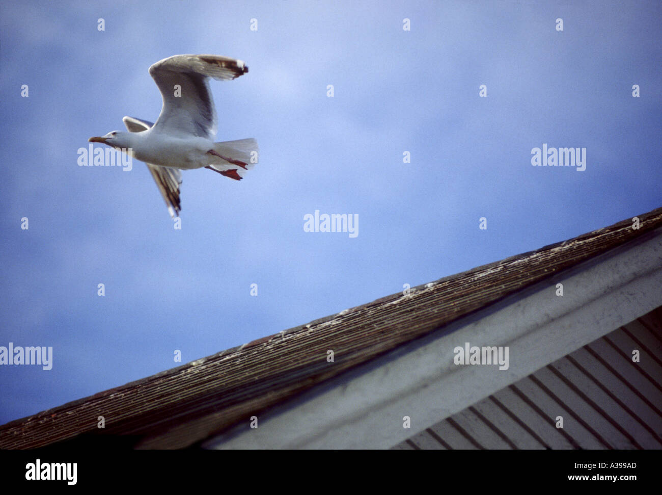 Gliding Herring Gull Pemaquid Point Maine Larus argentatus Canon 200mm 2 8 Ektachrome 64 Lynn Freeny Stock Photo