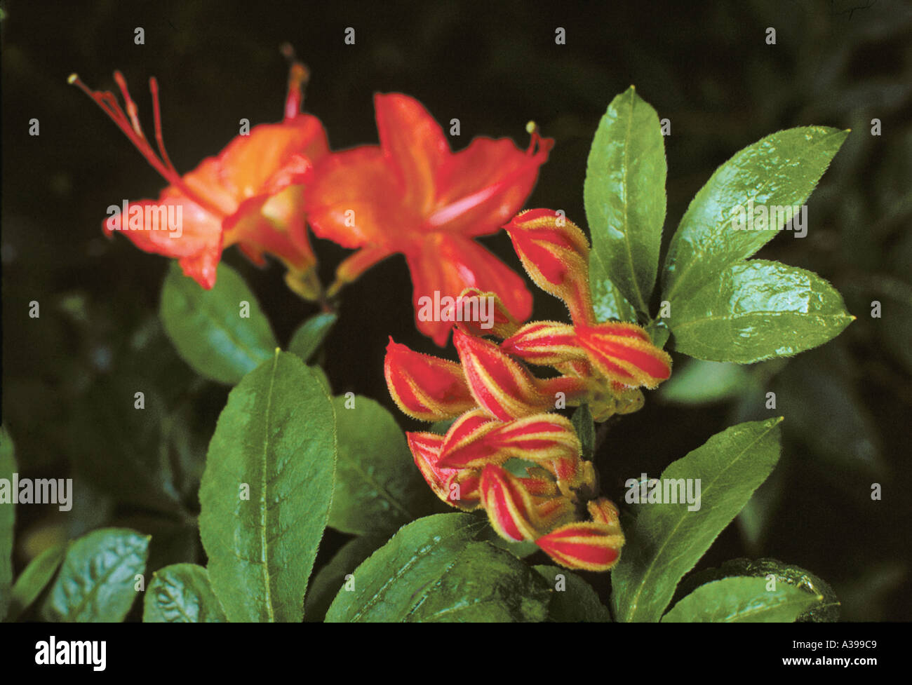 Flamed azalea blooms and buds Tennessee Stock Photo Alamy