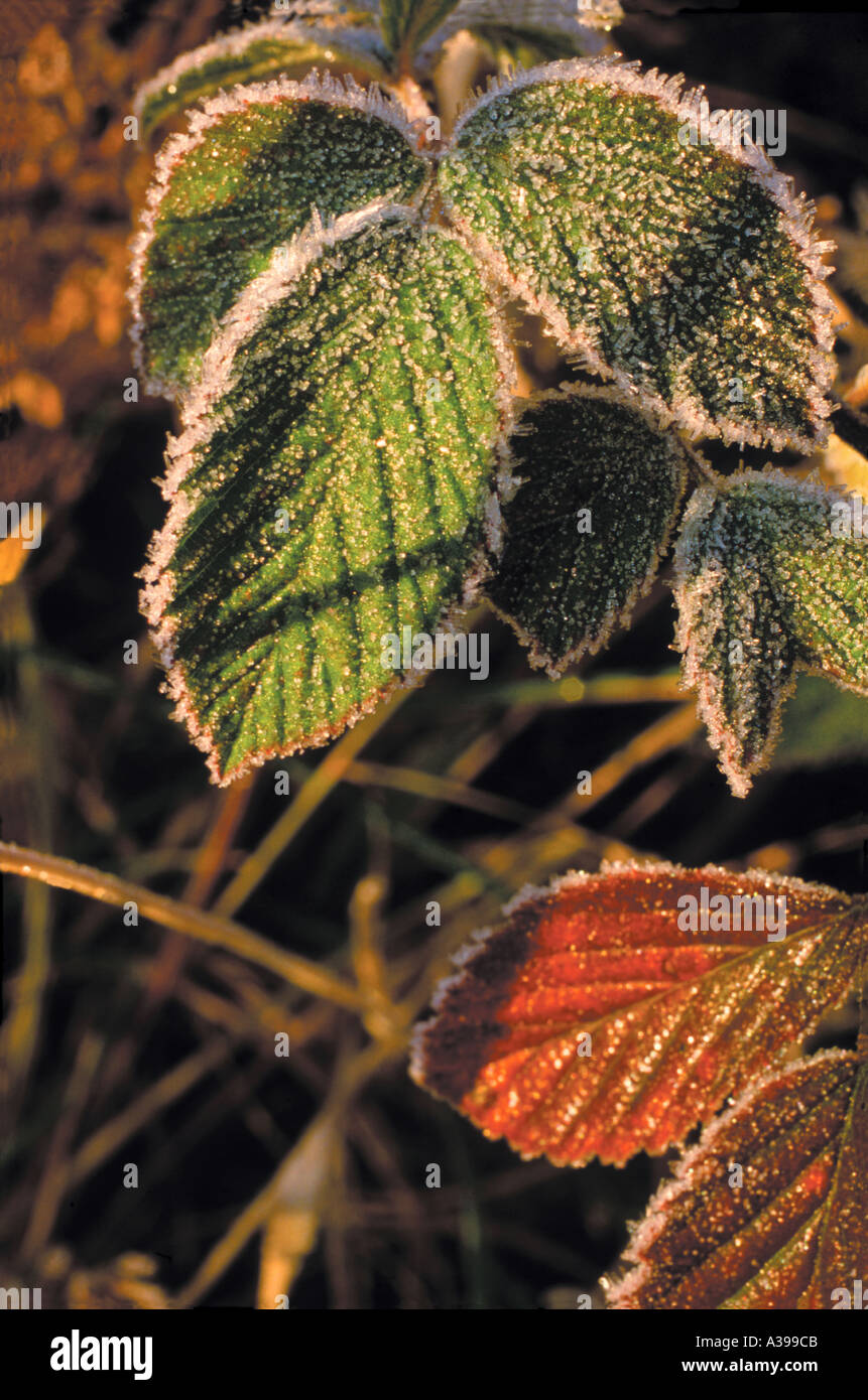 Frost on leaves Tennessee Stock Photo