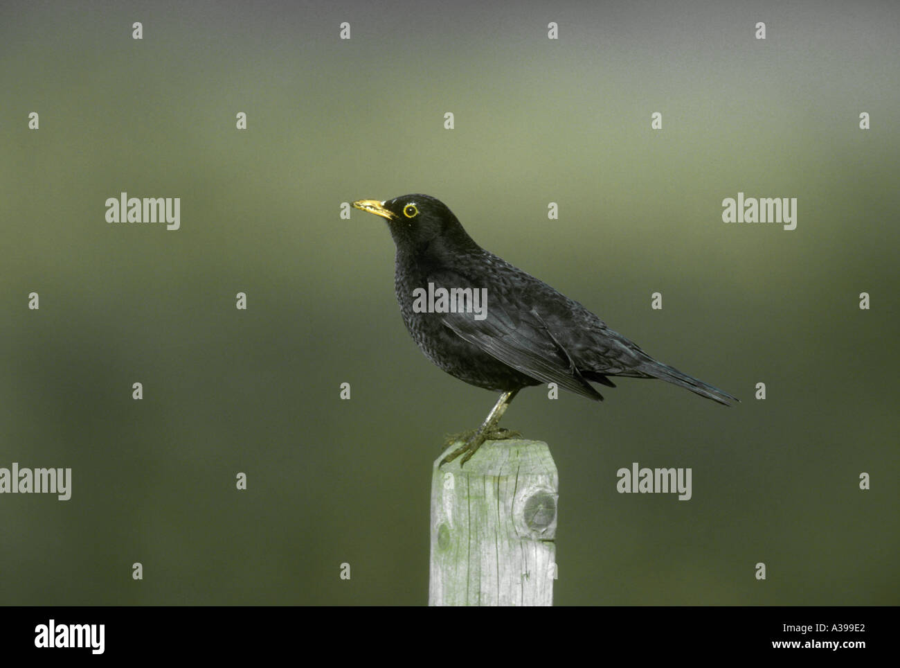 blackbird-turdus-merula-male-stock-photo-alamy