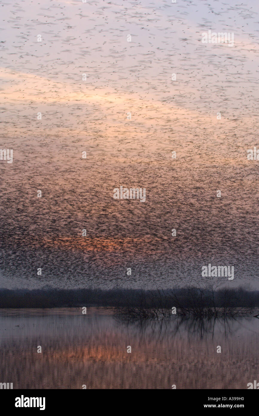 Flock of common starlings Sturnus vulgaris going to roost in reedbed at dusk Westhay Moor Somerset England January 2006 Stock Photo