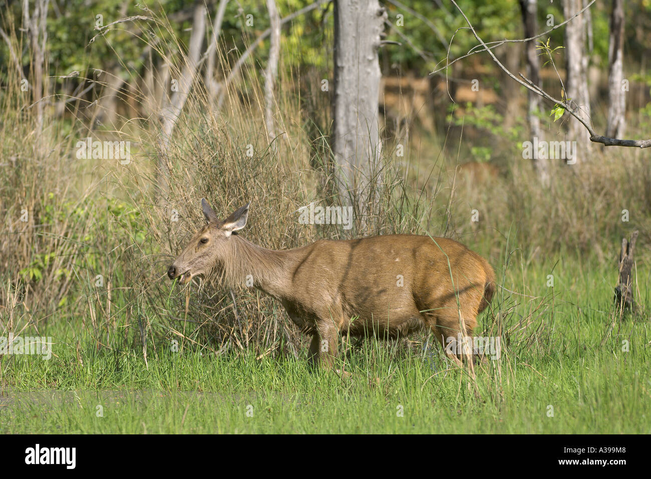 Sambar deer Cervus unicolor adult female feeding in swamp Bandhavgarh National Park Madhya Pradesh India Stock Photo
