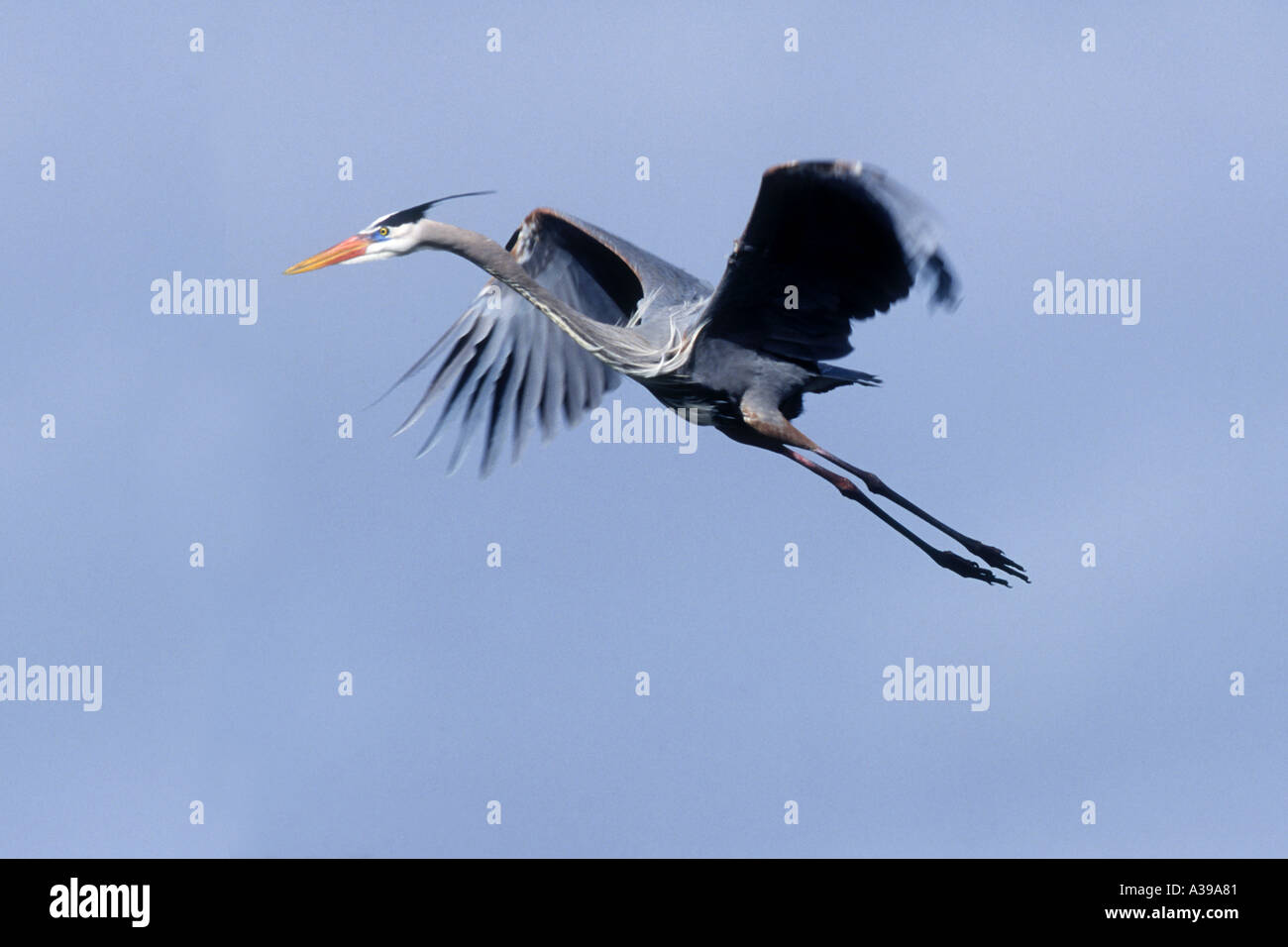 Great Blue Heron in flight Stock Photo