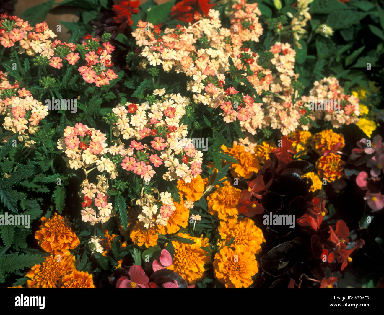 Veberum Marigold Begonia Stock Photo