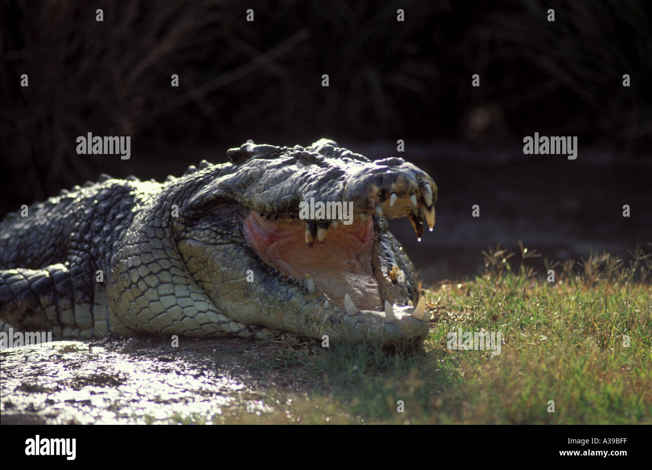 Australian salt water Crocodile Crocodylus porosus 0236 Stock Photo