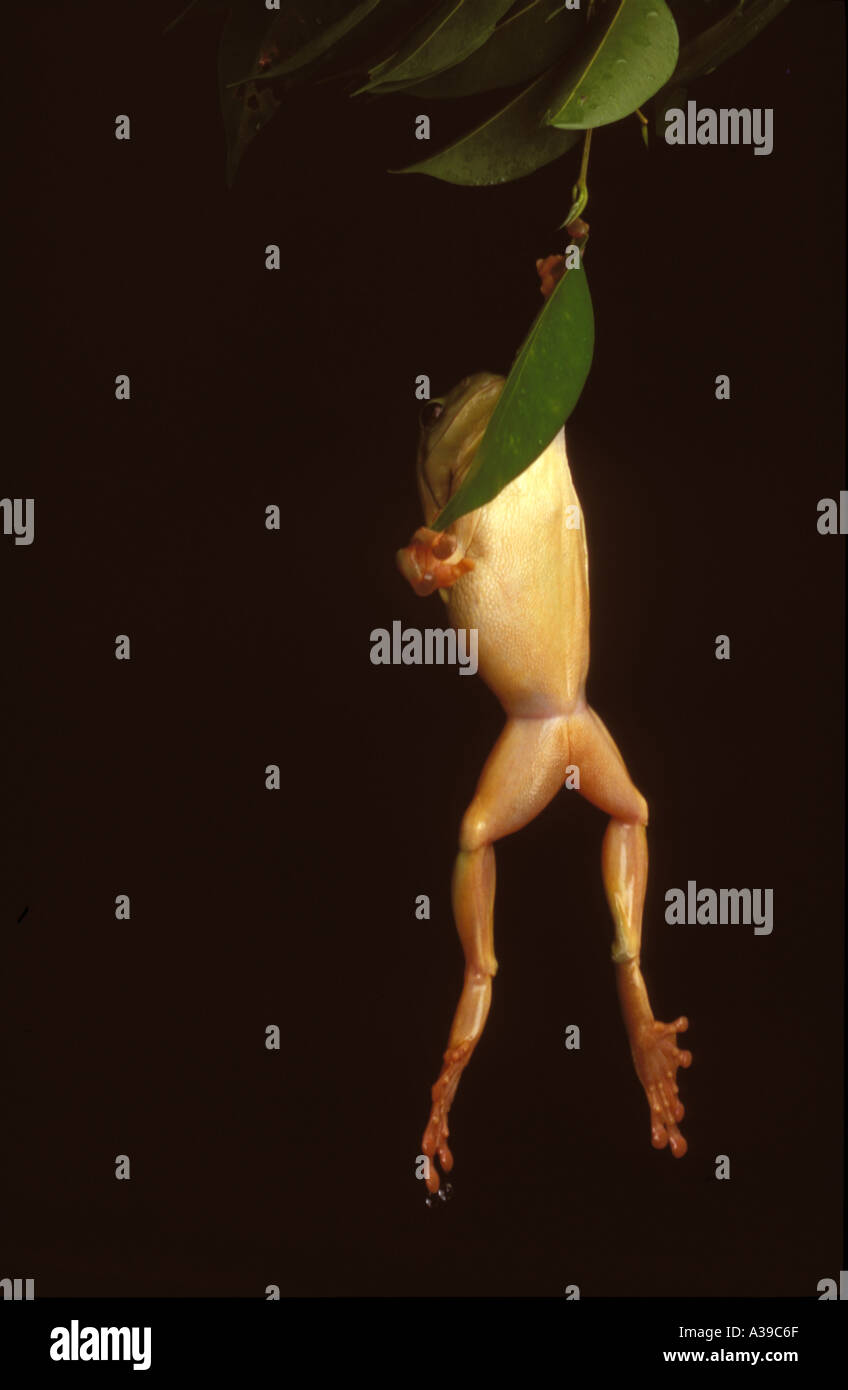 Hanging Frog 0347 Stock Photo - Alamy