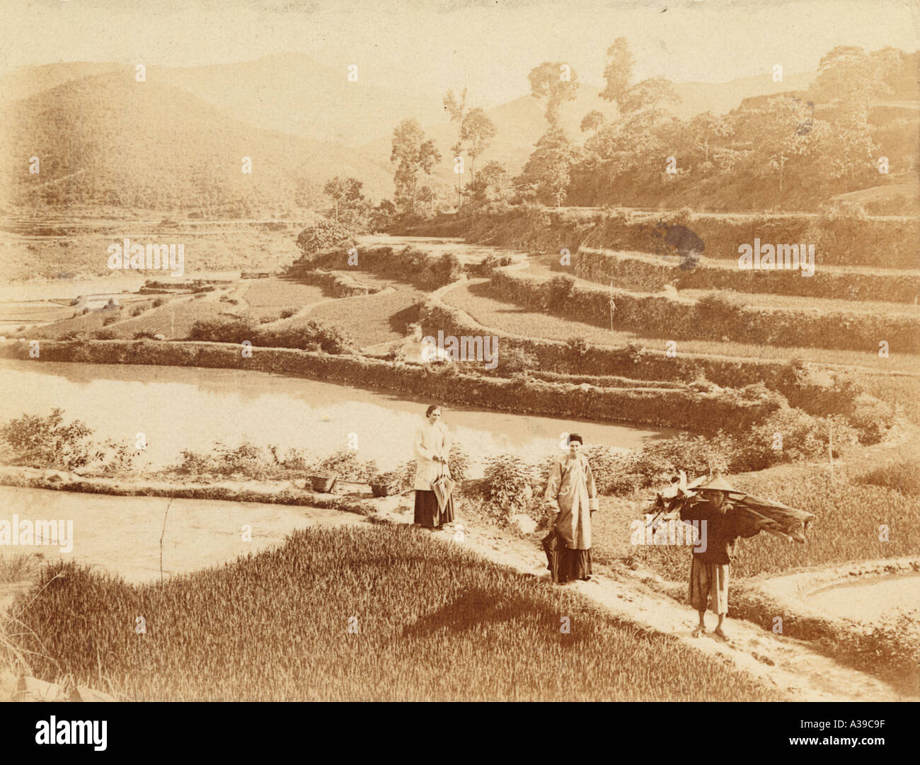Ricefields Miao country Stock Photo