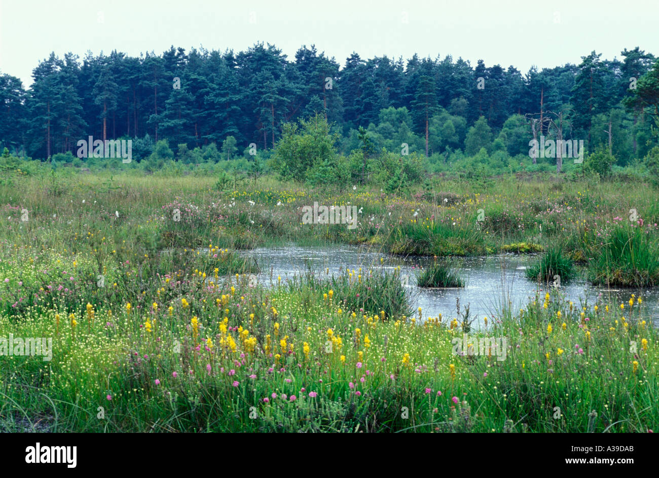 Peat wetland with Bog Asphodel Thursley Common Stock Photo