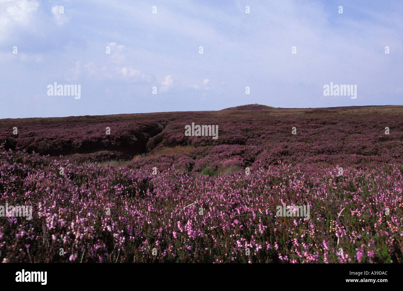 Round Loaf hill with Heather and walkers Anglezarke moors Lancashire Stock Photo