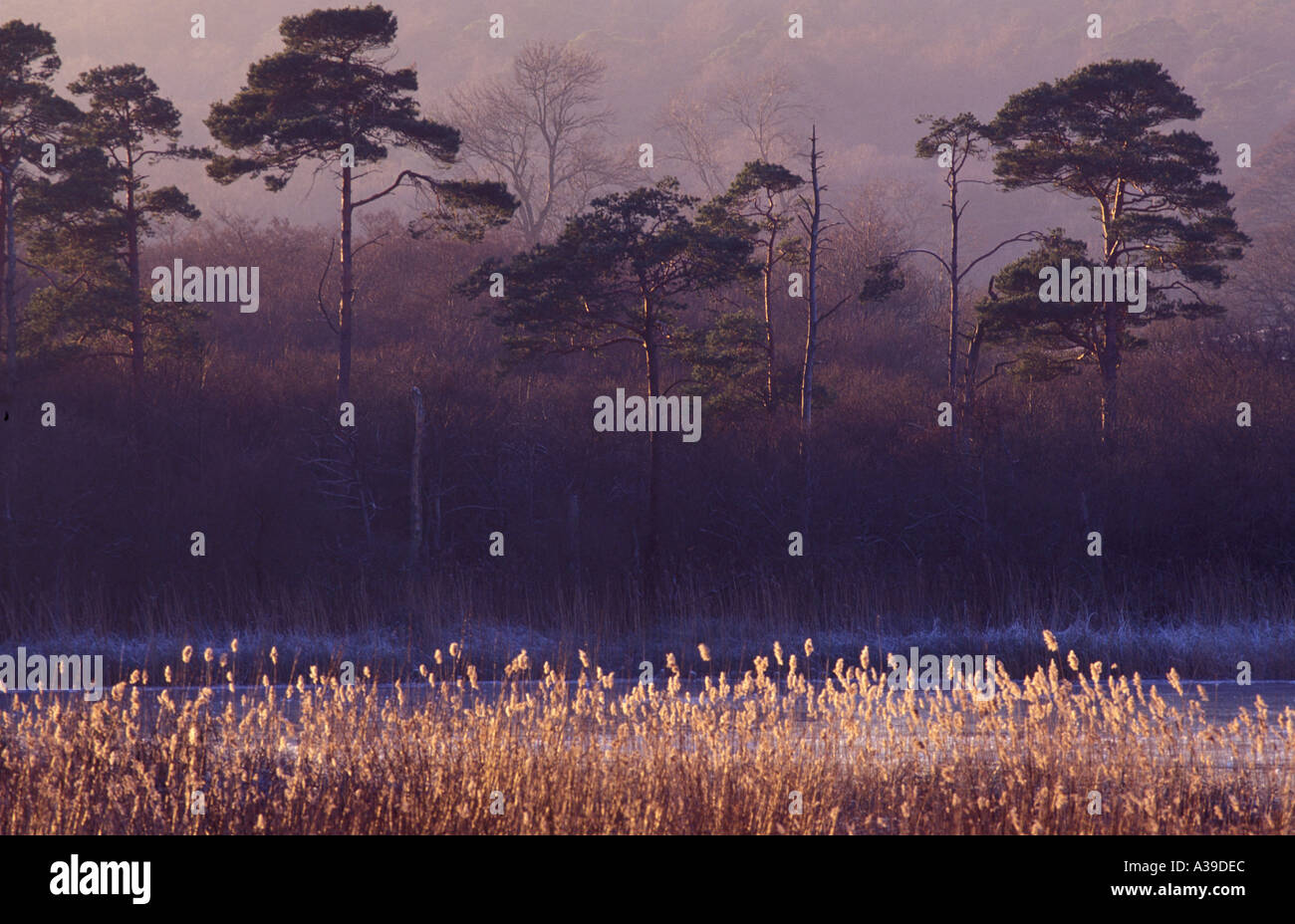 Reed beds of Haweswater with Scots Pine in the background Silverdale Lancashire Stock Photo