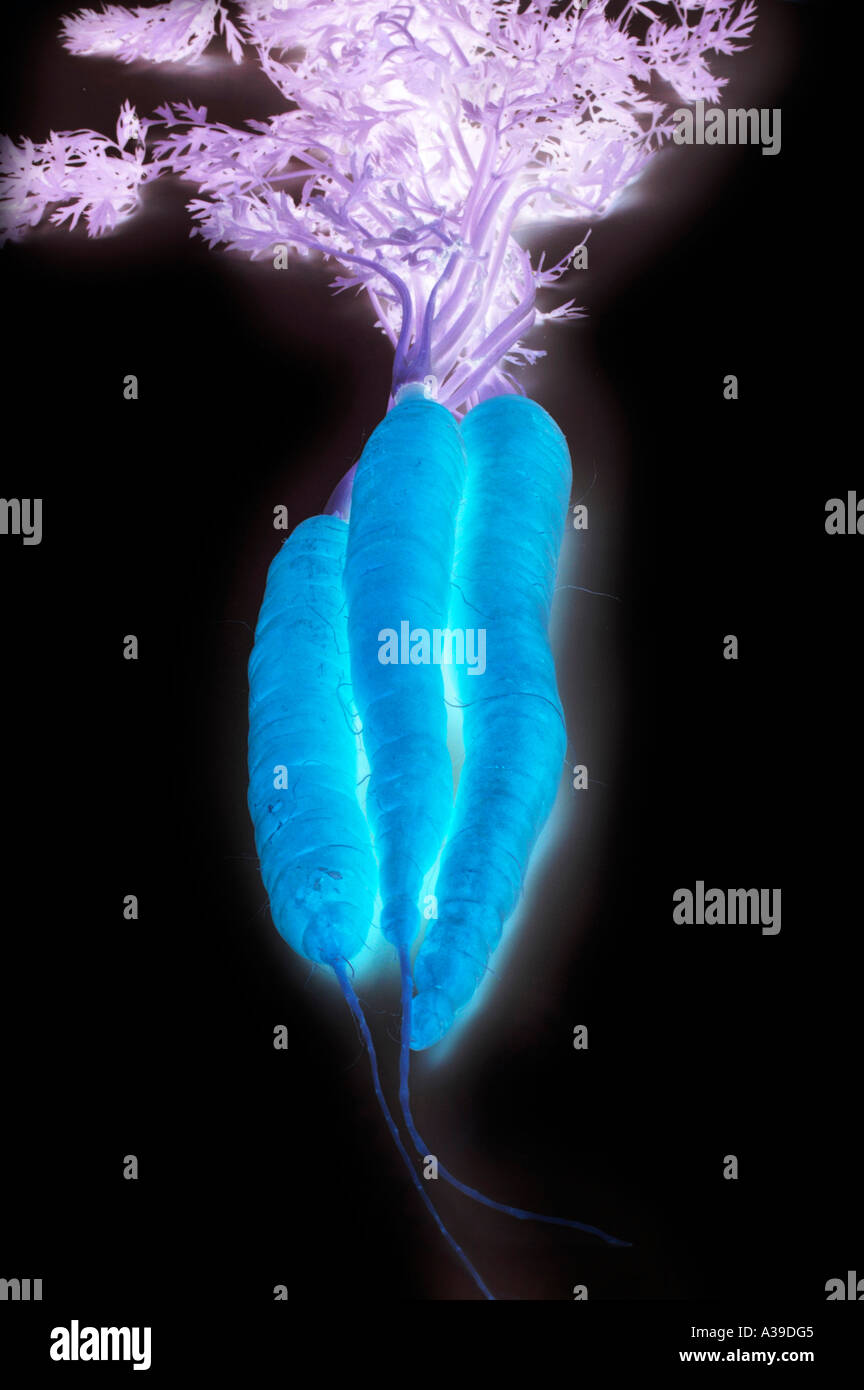 Glowing Carrots Stock Photo