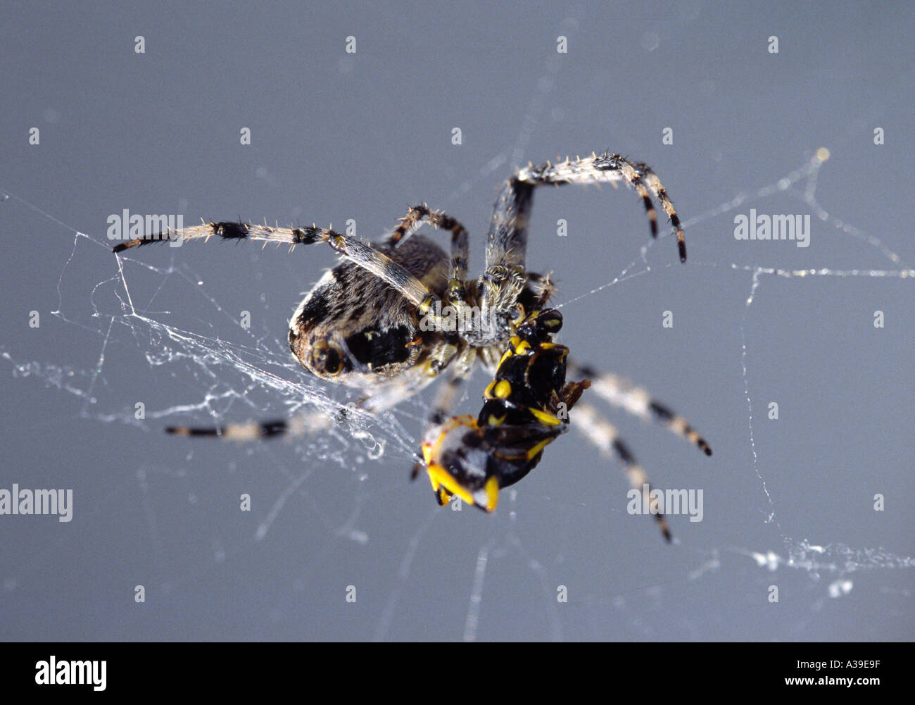 Spider catching a wesp Stock Photo - Alamy