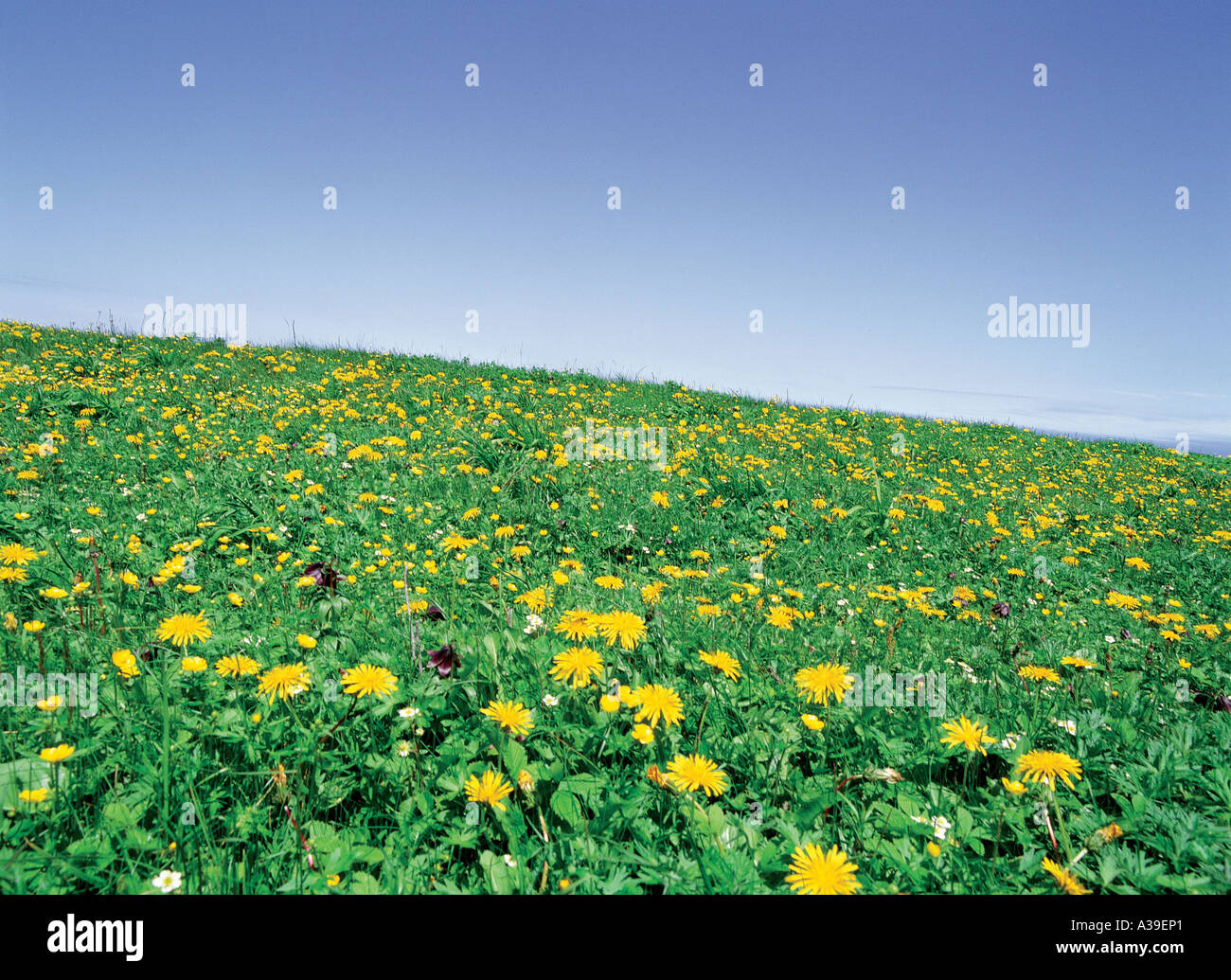 garden,flower farm,flower garden,dandelion,field,p Stock Photo Alamy