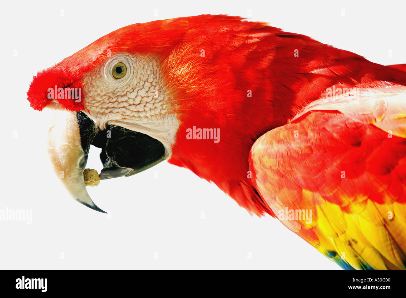 Curved tongue hires stock photography and images Alamy