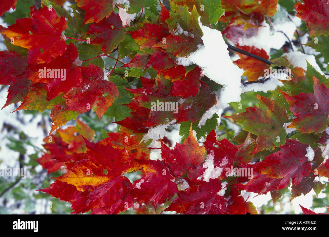 Leaves ending hi-res stock photography and images - Alamy