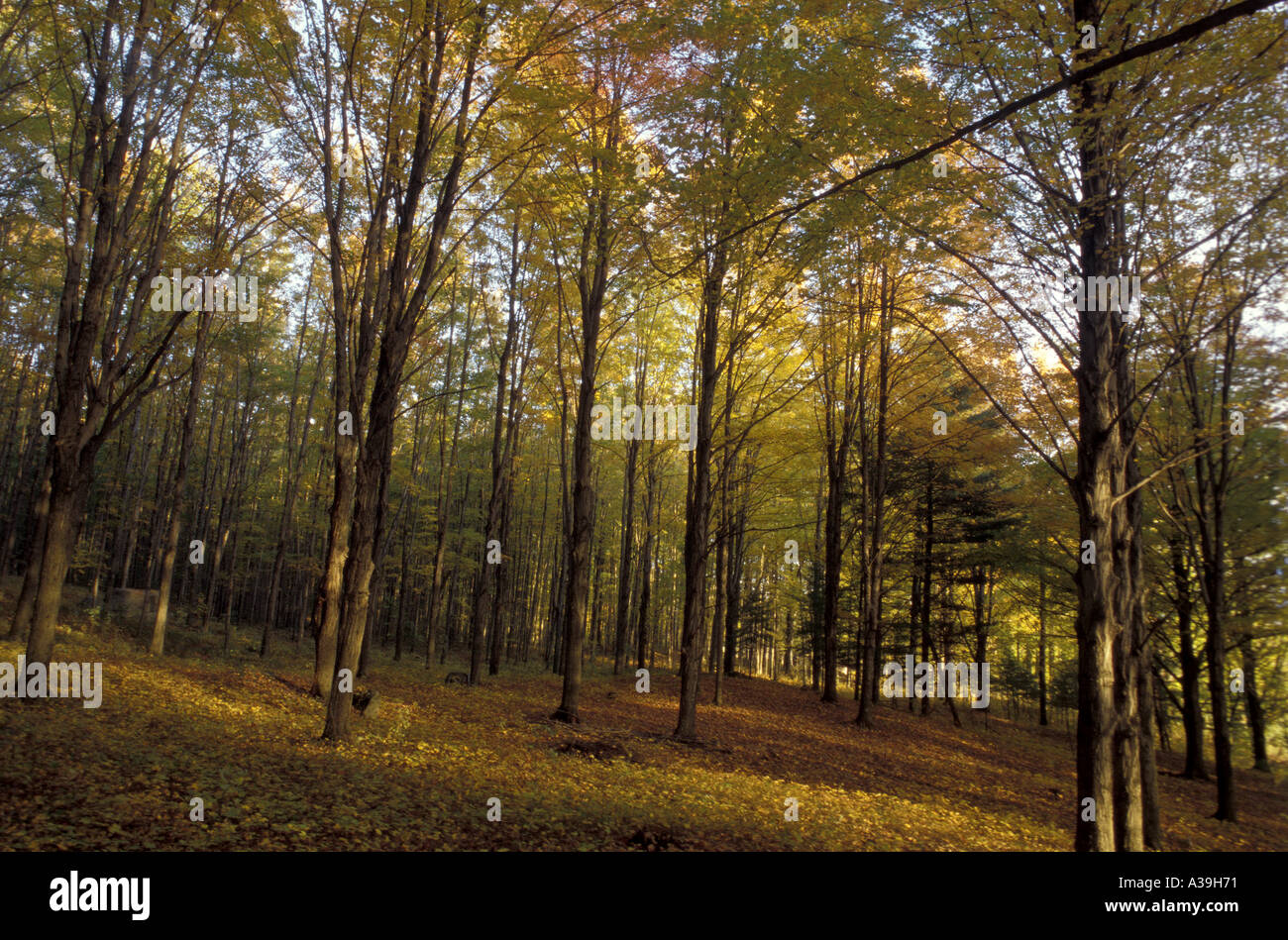 Trees changing colour hi-res stock photography and images - Alamy
