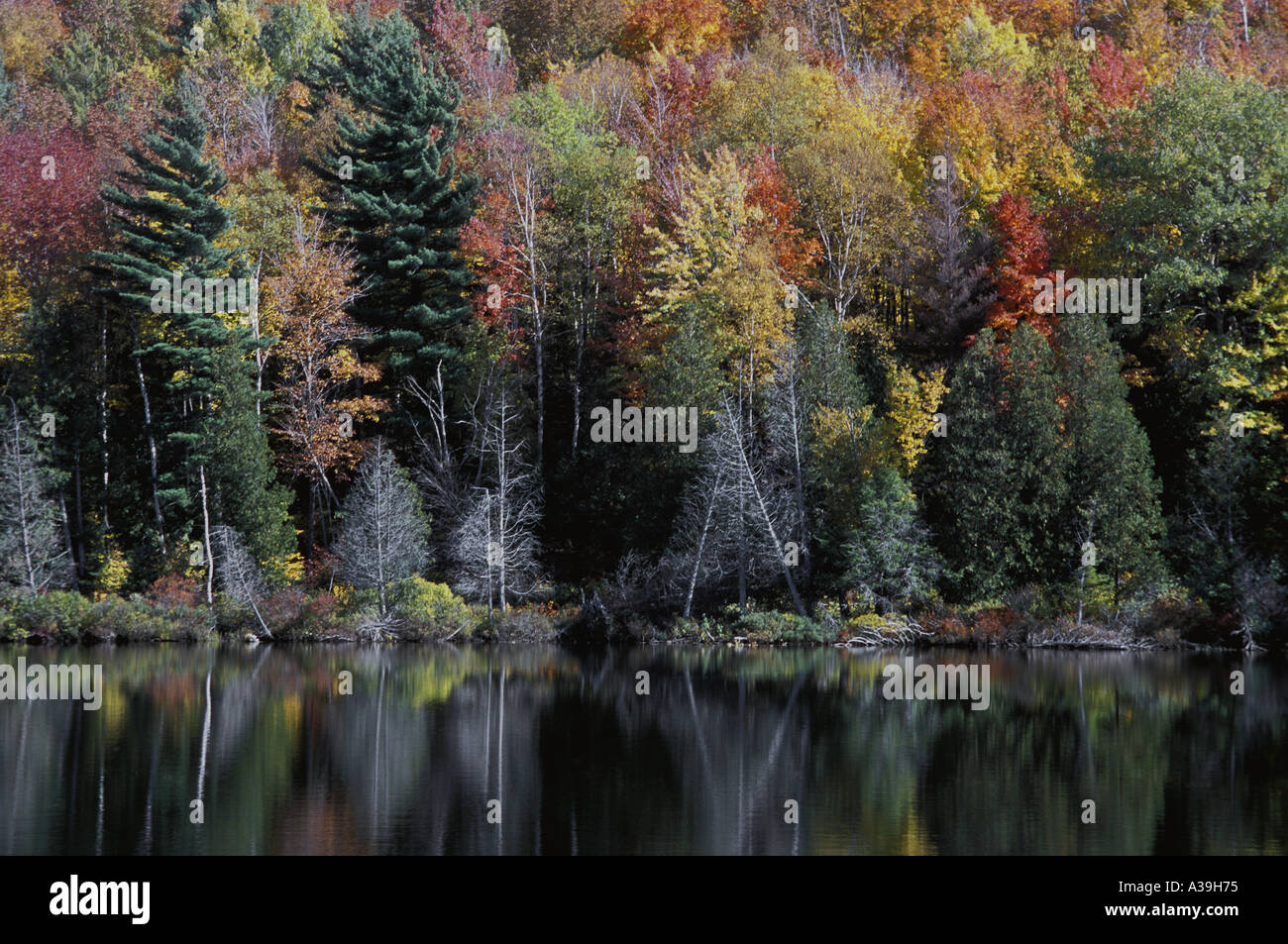 Forest and lake in the fall Stock Photo - Alamy