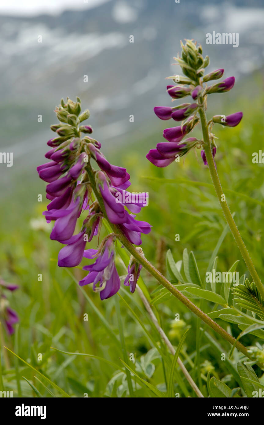 Alpine Sainfoin Hedysarum hedysaroides Stock Photo
