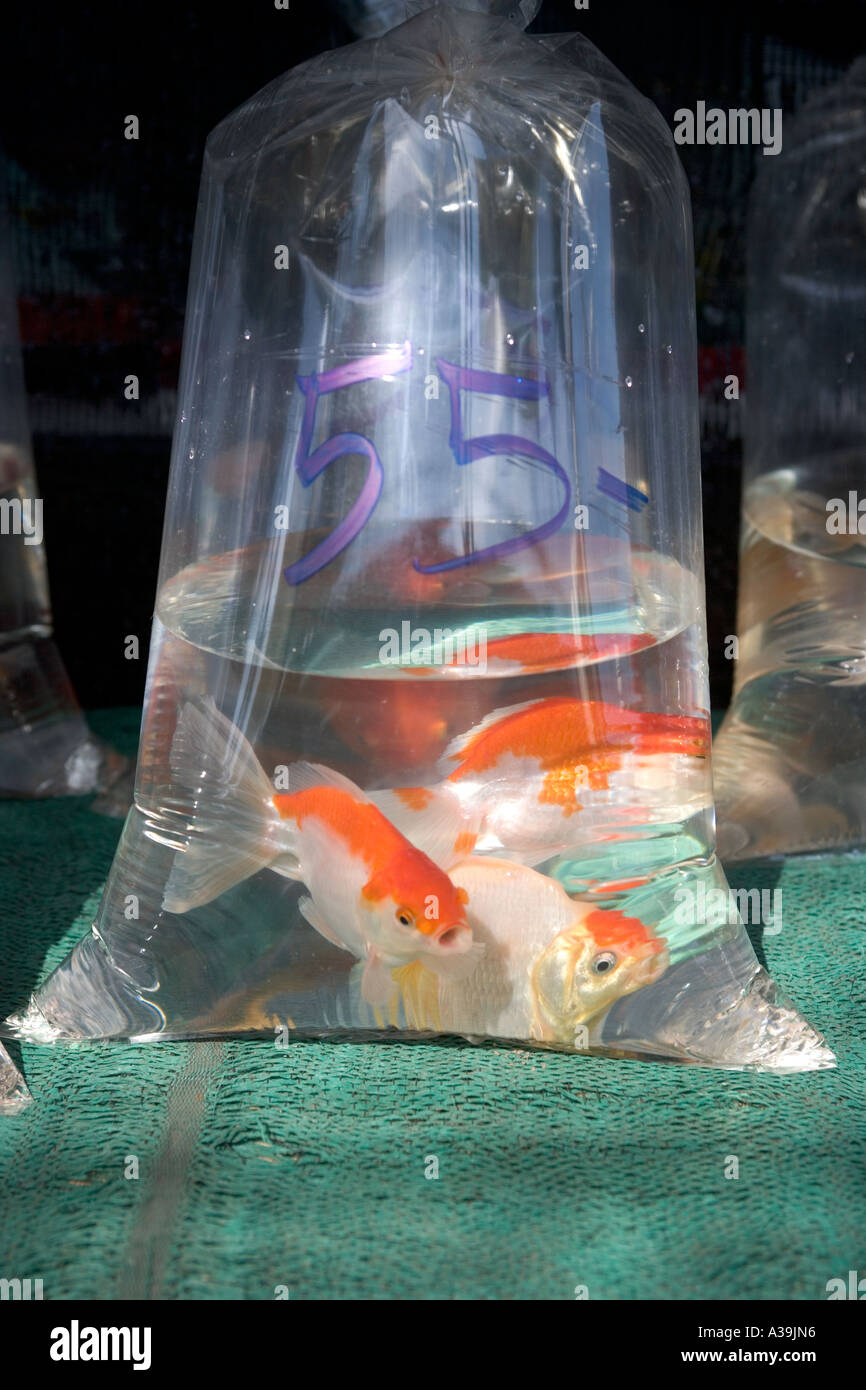 Tropical Fish Chatuchak Market Bangkok Thailand Stock Photo - Alamy