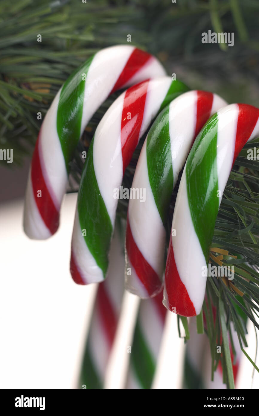 Candy canes on tree Stock Photo Alamy