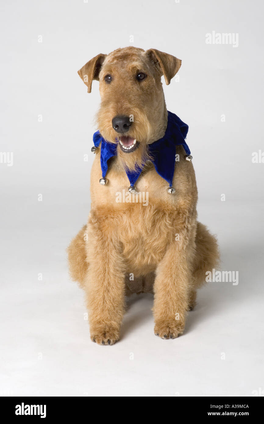 Эрдельтерьер с человеком